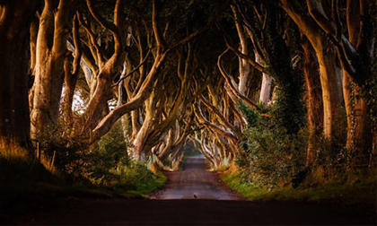Con đường cây đẹp ma mị ở Bắc Ireland