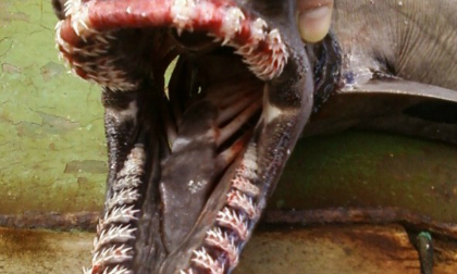 Sinh vật lạ giống rắn sở hữu hàm răng lởm chởm kỳ quái