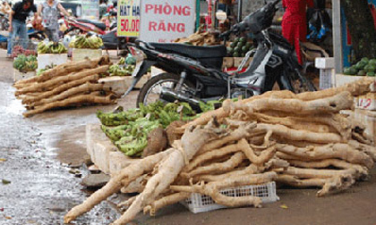 Người uống rượu bia cần mật nhân để "khỏe" và chống xơ gan