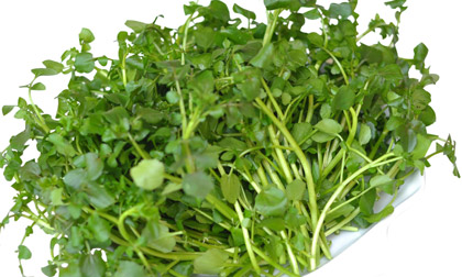 Công dụng chữa bệnh tuyệt vời từ rau cải xoong