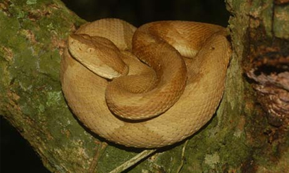 Những hòn đảo thiên đường của động vật