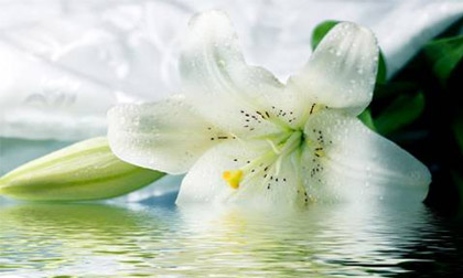 Lợi ích của các loại hoa đến sức khỏe