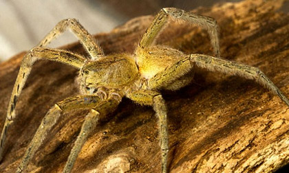 Hoảng hồn vì đàn nhện độc trong nải chuối