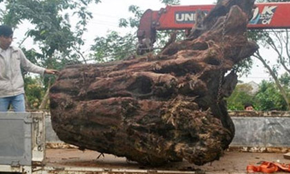 Gốc sưa gây xôn xao có trọng lượng hơn 2 tấn