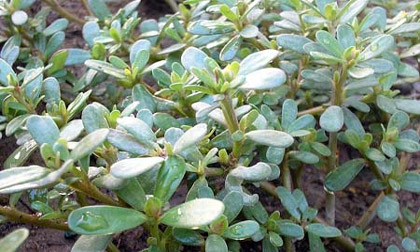 Rau sam và những lợi ích tuyệt vời