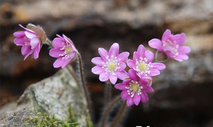 Vẻ đẹp thanh khiết của những đóa hoa dại mùa xuân