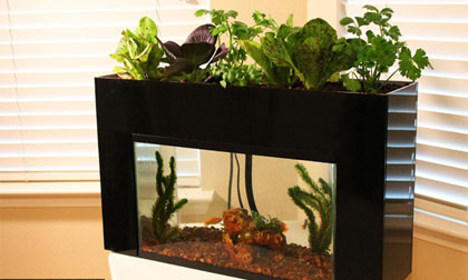 Những bể cá đẹp cho nhà thêm xinh