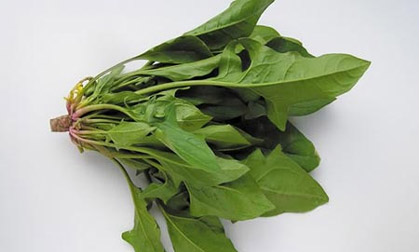 Cải bó xôi - nhiều lợi ích khó ngờ