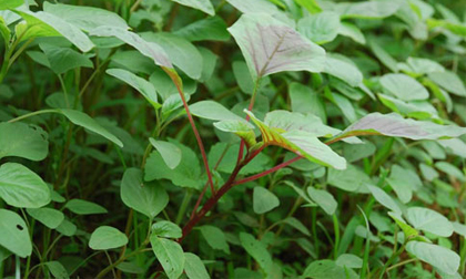 Dền cơm trị rắn độc cắn