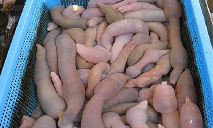 Cận cảnh cá dương vật trong 'Vì sao đưa anh tới'