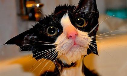 Chết cười với hình ảnh mèo đi tắm!