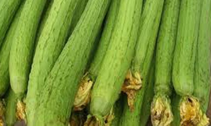 Khám phá công dụng của mướp