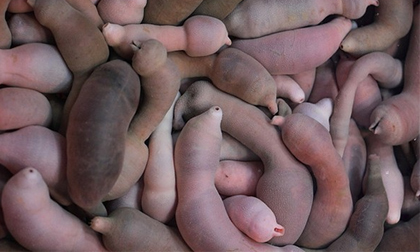 Đỏ mặt xem những loài vật có hình dạng giống "cậu nhỏ"