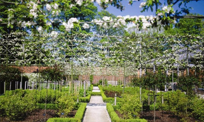 Chiêm ngưỡng vẻ đẹp từ khu vườn độc dược