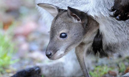 Kỳ lạ Kangaroo đực có thể sinh con