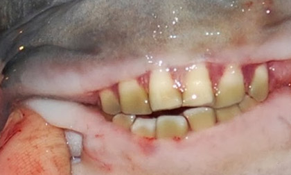 Loài cá có hàm răng giống người