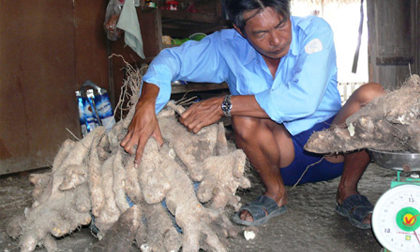 Cà Mau: Đào được khoai khổng lồ nặng 64 kg