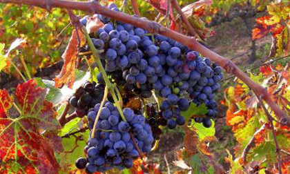 7 loại trái cây càng ăn càng to vòng 1