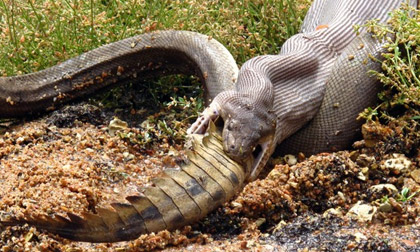 Rùng mình với hình ảnh trăn nuốt trọn cá sấu "gọn gàng"