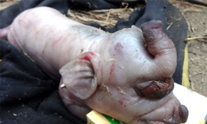 Chuyện hy hữu động vật có ngoại hình không giống bố, mẹ