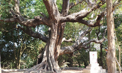 Cây me thế đẹp 600 tuổi ở An Giang