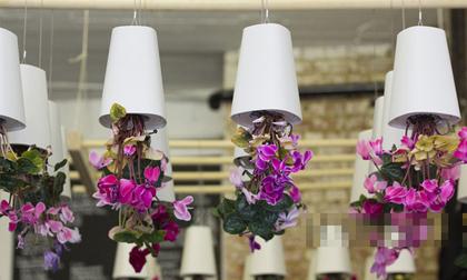 Ngắm những chậu cây cảnh treo ngược độc đáo