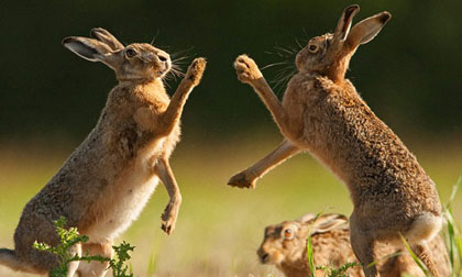 Ngắm hai chú thỏ trêu đùa cực đáng yêu trên đồng cỏ