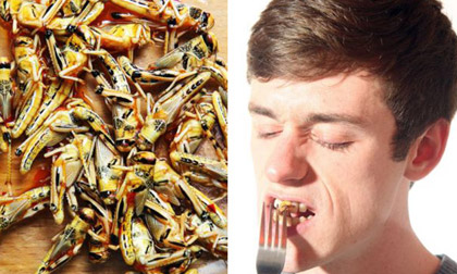 Anh chàng sáng ăn châu chấu, trưa ăn dế, tối ăn ong