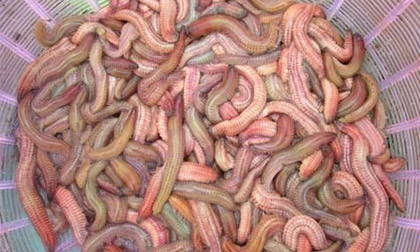 10 món ăn Việt vừa nhìn... đã khóc thét 