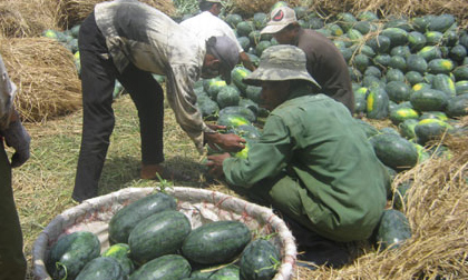 Dưa hấu 800 đồng/kg, nợ 'đè nát' người trồng