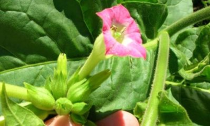 Hoa thuốc lá có thể chữa ung thư