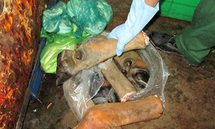 Rùng mình với lò tẩy trắng trâu bò thối