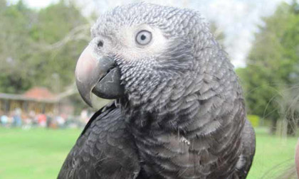 Chú vẹt siêu thông minh dọa... cướp để cứu chủ