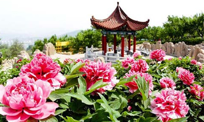 Tháng 4 đến Lạc Dương "say" trong sắc hoa mẫu đơn