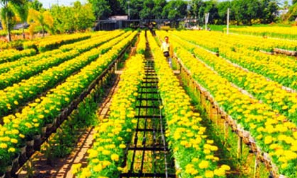 Sa Đéc miền đất hoa níu chân du khách