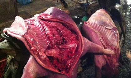 Kinh hoàng thịt ôi, cá chết vẫn "ngon lành" về đến nhà hàng, quán cơm