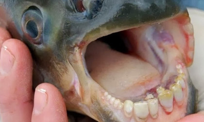 Rợn tóc gáy với loài cá có răng giống người