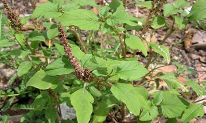 Nhà giàu Hà Nội ăn rau dại “cứu đói”