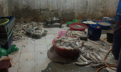 Hà Nội: "Công nghệ" tẩy trắng mực thối bằng oxy già