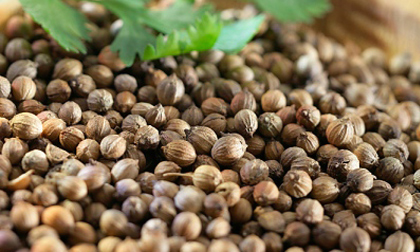 Công dụng chữa bệnh thực sự của hạt mùi
