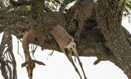 Kinh hãi cảnh báo đốm săn mồi kéo xác lên cây cao ăn thịt