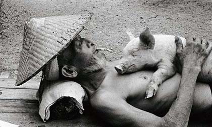 Cuộc sống bình yên của lão nông bên đàn heo 1.200 con