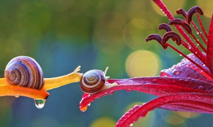 Mơ màng trong xứ sở diệu kì của ốc sên