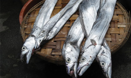 10 loại cá bổ dưỡng bạn nên ăn