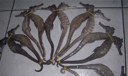 8 bài thuốc phòng chữa liệt dương