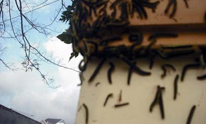 Người dân hoang mang vì bị sâu "tấn công"