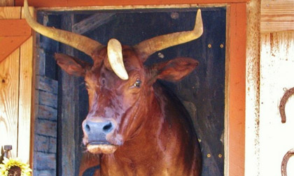 Kỳ lạ cô bò có 3 sừng