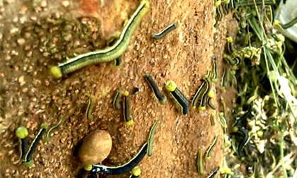 Xác định loài sâu bò lổm ngổm trong nhà dân 