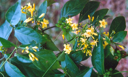 Bị nghi loạn luân với bố chồng, con dâu đầu độc cả nhà