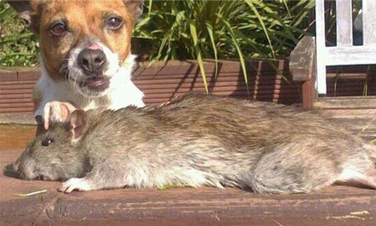 Lại bắt được chuột khổng lồ dài khoảng nửa mét